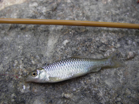 モツゴ釣り