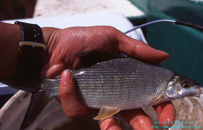 アフリカの牙、タイガーフィッシュ釣行記 part11