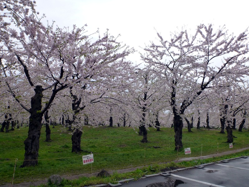 函館の桜（サクラじゃないのが残念）