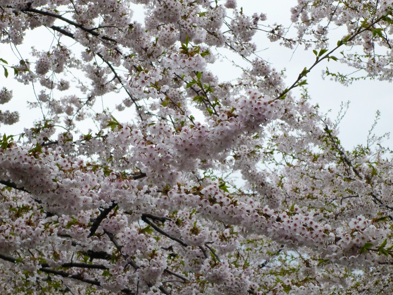 函館の桜（サクラじゃないのが残念）