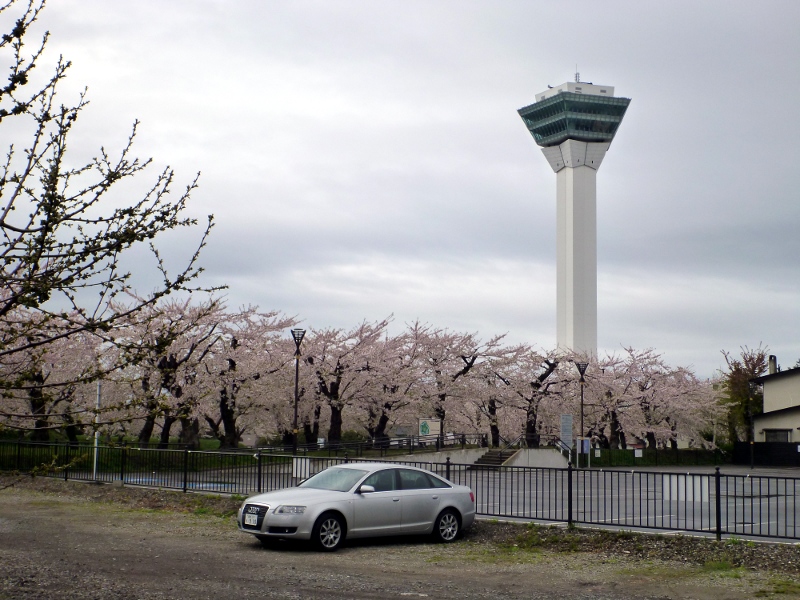 函館の桜（サクラじゃないのが残念）