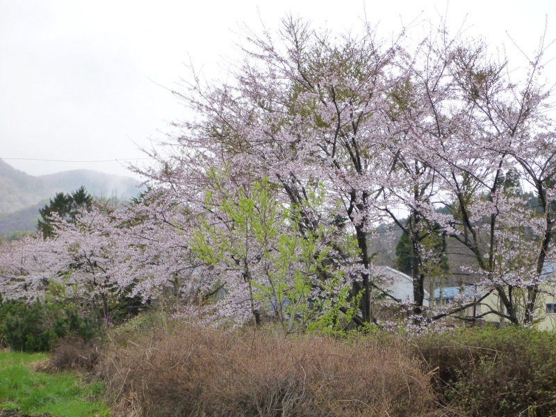 函館の桜（サクラじゃないのが残念）