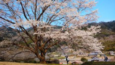 お花見サイクリング　美杉の淡墨桜