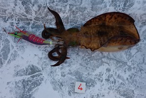 釣り（２１：４２）アオリん　サバ