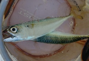 釣り（２１：４２）アオリん　サバ