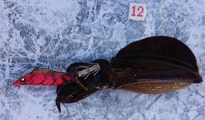 釣り（２１：４２）アオリん　サバ