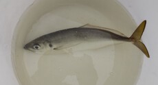 釣り（２４：０）エソ　サバ　アジ　レンコダイ　マダイ 2024/06/09 12:00:00