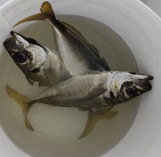 釣り（２７：０）サゴシ　アジ　サバ　イナダ　エソ　カナガシラ　ホウボウ 2024/06/22 18:00:00