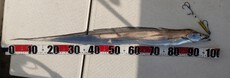 釣り（３０：１）エソ　タチウオ 2024/07/07 12:00:00