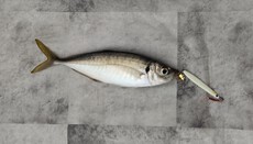釣り（３５：２）アジ 2024/07/28 12:00:00