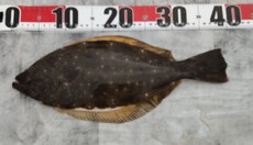 釣り（３６：４）アジ　サバ　エソ　ヒラメ　アオリん調査 2024/08/25 16:00:00