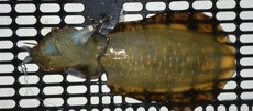 釣り（４３：５）アオリん７　初代ｴｷﾞｻﾞｲﾙ、490ｸﾞﾛｰ逝く 2024/09/13 20:00:00