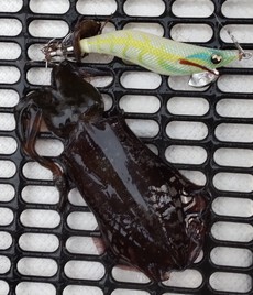 釣り（４４：５）アオリん８　エギ王逝く 2024/09/14 10:00:00