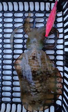 釣り（４５：６）アオリん１４　カサゴ　ルナホワイト逝く 2024/09/15 13:00:00
