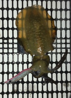 釣り（４６：６）アオリん４ 2024/09/18 16:00:00