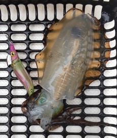 釣り（４８：６）アオリん４　カサゴ 2024/09/21 12:00:00