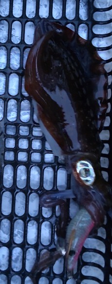 釣り（４９：６）アオリん４ 2024/09/22 12:00:00