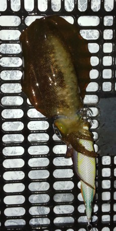 釣り（５０：６）アオリん１ 2024/09/23 16:00:00