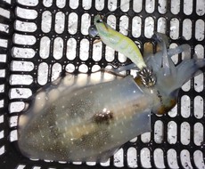 釣り（５３：６）アオリん５　ﾌﾗｯｼｭﾌﾞｰｽﾄ逝く 2024/09/29 12:00:00