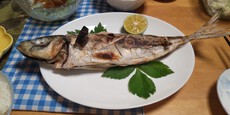 釣り（５８：６）アジ　サバ　イナダ 2024/10/15 17:00:00
