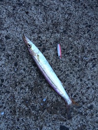 越前1日目 2014/08/25 18:12:09