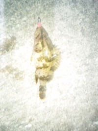 メバルが釣りたいッス！ 2012/03/05 17:37:54