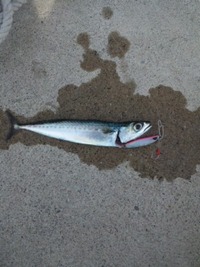 夏･･･。 2012/05/25 11:12:34
