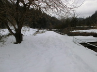 2014/2/27  裏山を覗きに行く｡｡｡ 2014/03/04 11:52:56