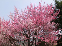 2014/4/17　　　春の裏山を山歩 2014/04/18 05:59:32