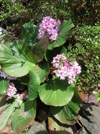 村の春。。。 2014/04/07 08:31:15