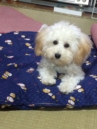 「ぷぅ」のこと。。。 2014/11/08 08:17:19