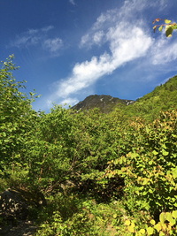 2015/6/28　　キタダケソウに逢いに　北岳山歩 2015/06/29 12:40:32