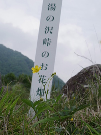 2015/6/11　笹の花咲く　大蔵高丸 山歩 2015/06/12 08:42:25
