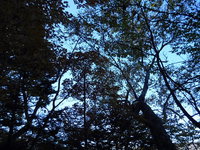 205/10/18　雁ヶ腹摺山から姥子山　山歩 2015/10/19 08:14:58