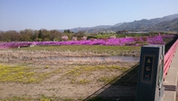 渓流釣りからの芝桜