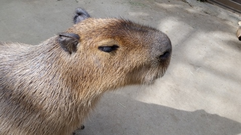 神戸動物王国2月7日