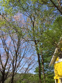 ふれあいの里キャンプ場(2015.4.25~26)PART2