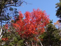 3ヶ月ぶりの山行き、鳳凰三山、地蔵岳まで、2015年10月5日 2015/10/12 12:38:06