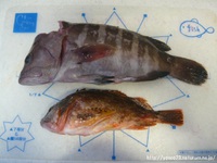 カヤックフィッシングの釣果～ 2015/06/23 13:09:49