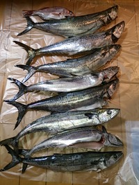 釣って来た〜！！