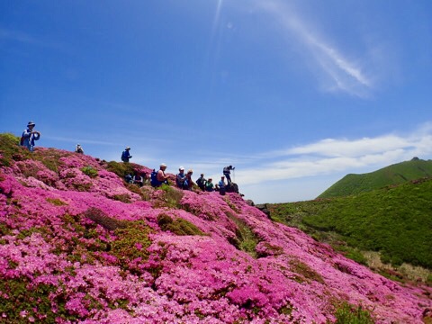 ひとり大分探険隊 ２０１８九重ミヤマキリシマパトロールin三俣山 平治岳