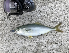 釣り師が居ないユウマズメ。