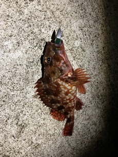 シーズンイン。