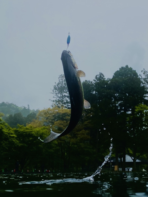 「醒って鱒」醒井養鱒場でも鉄板スタイル‼︎上編