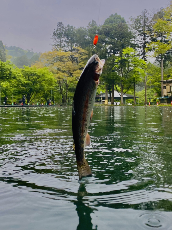 「醒って鱒」醒井養鱒場でも鉄板スタイル‼︎上編