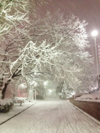 また雪！… 2014/02/16 18:40:40