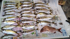 今回のアジ釣果は？！