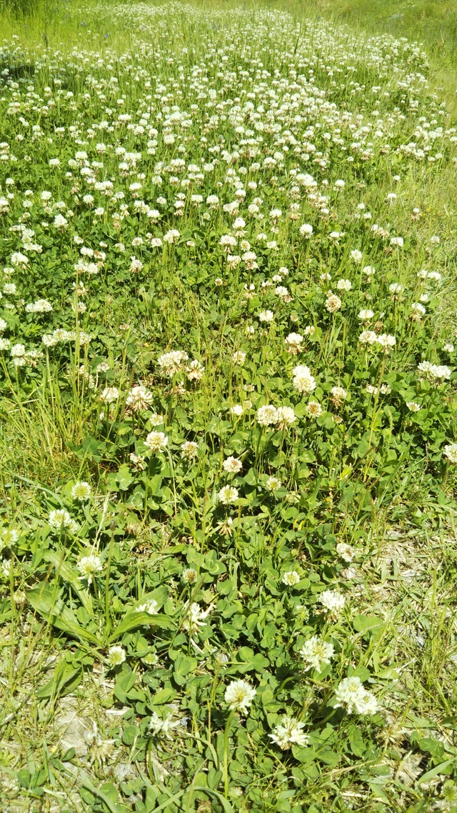 公園と下見