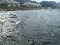 4月14日 長良川本流アマゴ釣り 2019/04/19 17:32:00