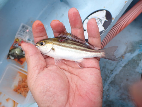 10月4日　カワハギ釣り②